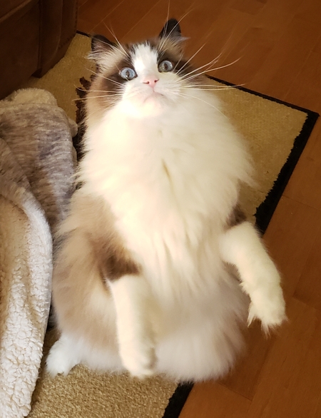 Kimba
