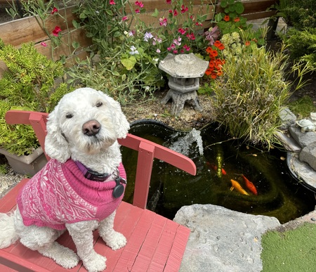 Latte and her fishy friends