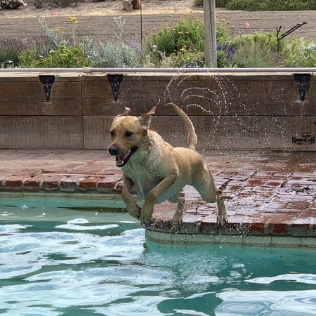 Apollo