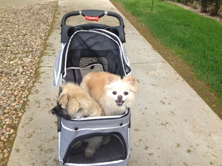 Tess on the left Snowball on the right is a Pomeranian