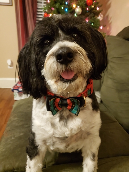 Oreo