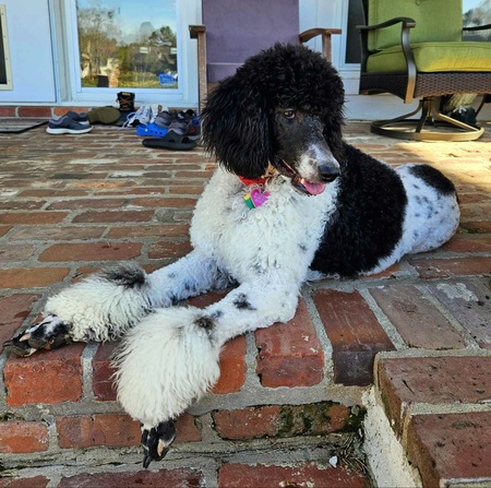 Daisy