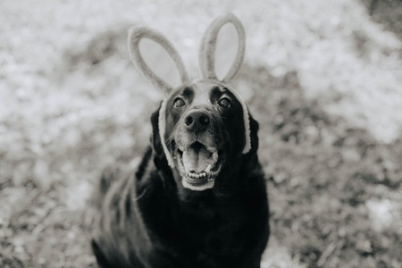 Bo