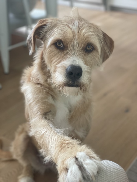 Lulu