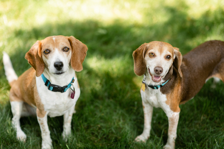 Roxy (left) and Minnie (right)