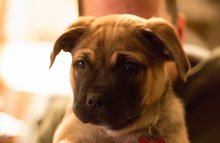 Zeus