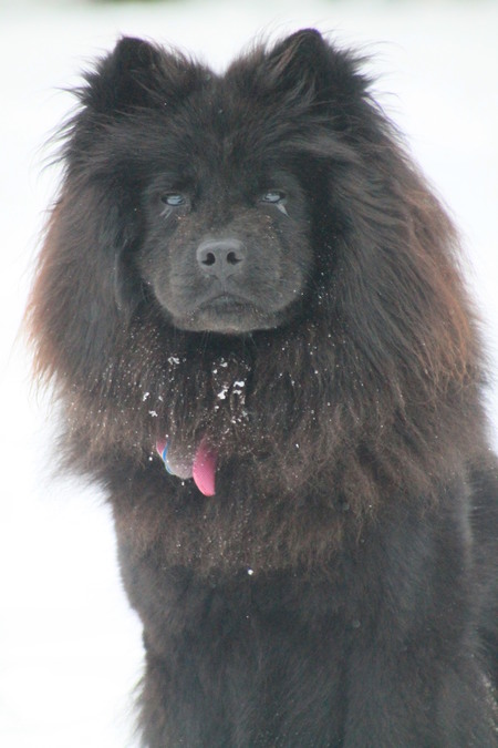 willow