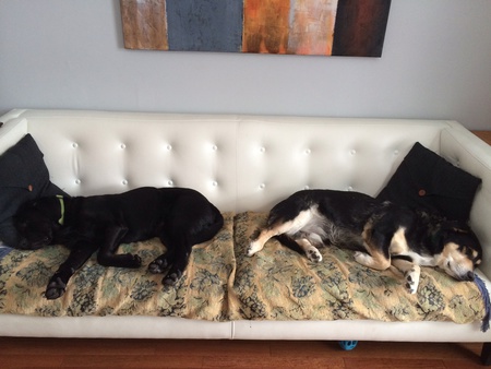Dudley and Harry