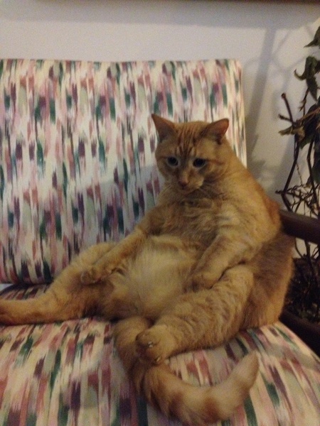 Mr.Bing