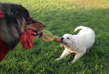 Bandit and Daisy