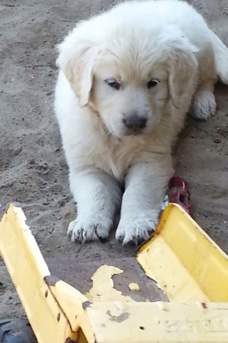 Daisy