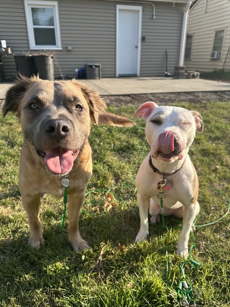 Entry image for Bentley & Peachy Girl. Clicking this image will show a larger photo
