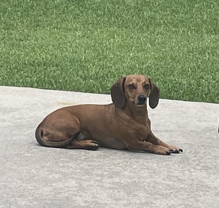 Roo