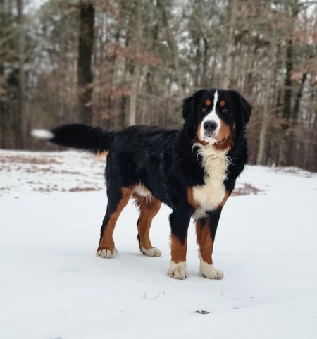 Rocky