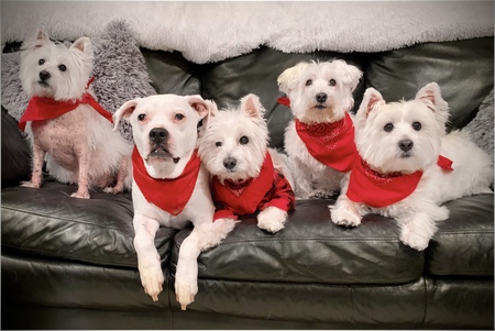 Torin and his Westie fursibs 