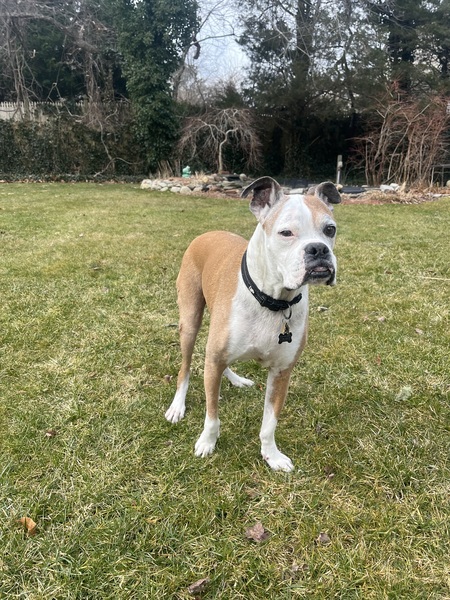 Archie 