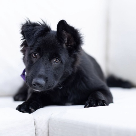 Willow