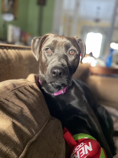 Nova