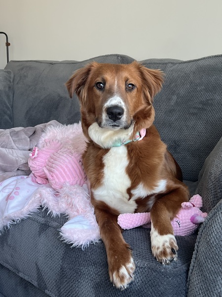 Marlo (formerly Cookie)
