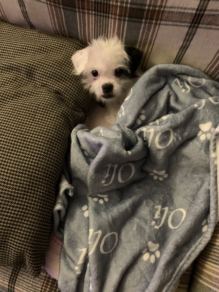 Oli