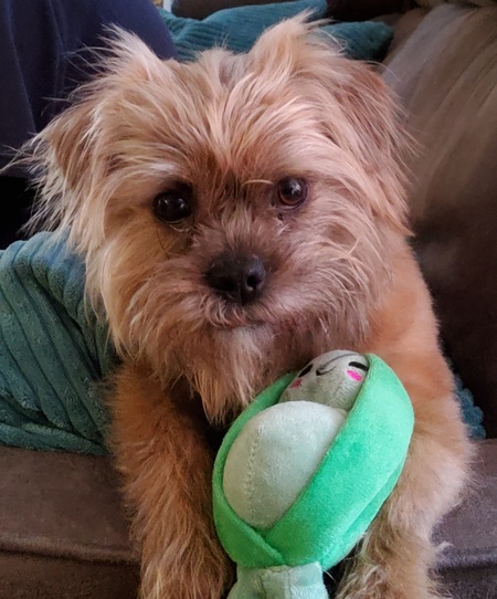 Prince (the dog formerly known as Saint Nick)