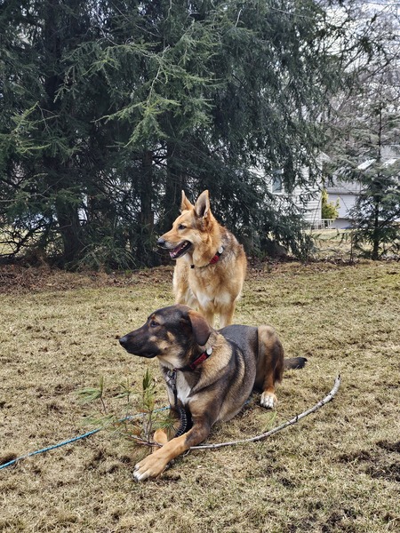 Koda and Anya