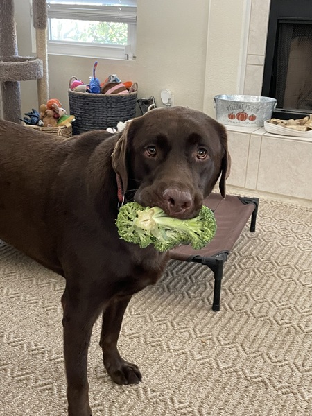 Remi