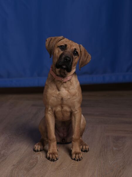Lola