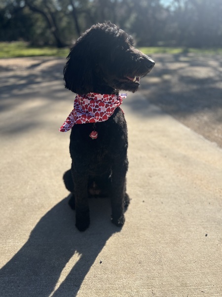 Charlie Renee