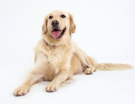 Diego - The Goodest Golden