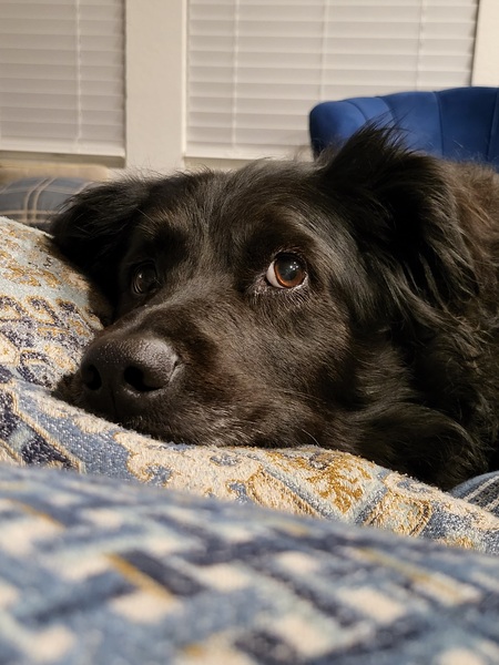 Nymeria