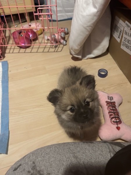 Piper