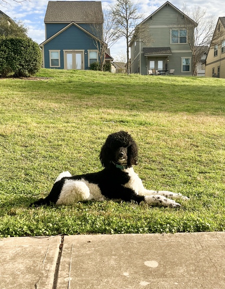 Zeppelin