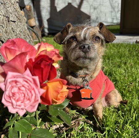 Poppy Louise