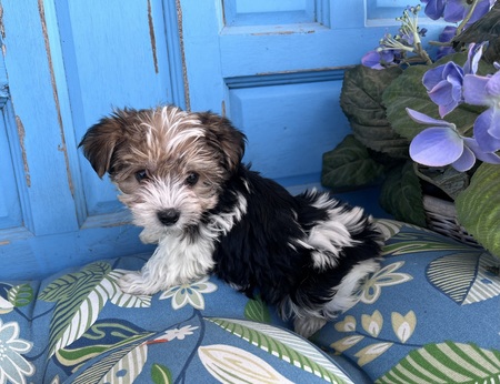 Fergus