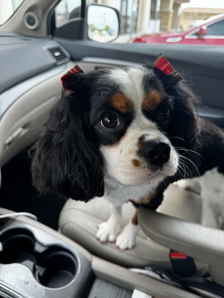 Rosie