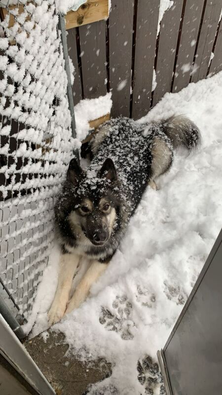 Loki