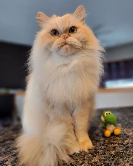 Jax