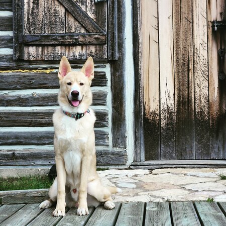 Opie