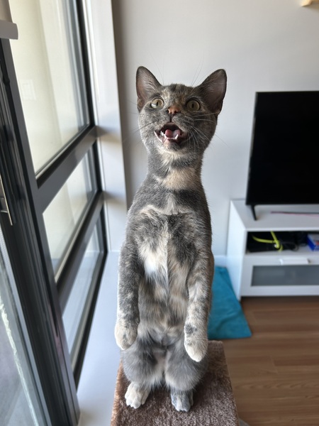 Dora