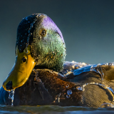 Entry image for Waterproof