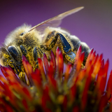 Entry image for Pollinated