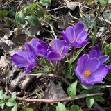 Entry image for Purple Bloom