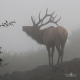 Entry image for Foggy bugle