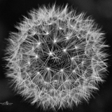 Entry image for Feeling Dande