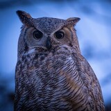 Entry image for Momma Owl