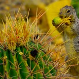 Entry image for Yammy Cactus