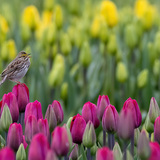 Entry image for Tiptoeing through the tulips