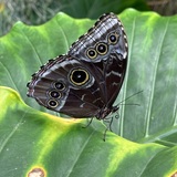 Entry image for Butterfly