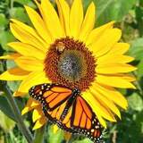 Entry image for Saving our pollinators🧡🦋🐝